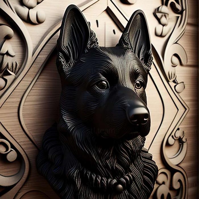 Norwegian Black Elkhound dog